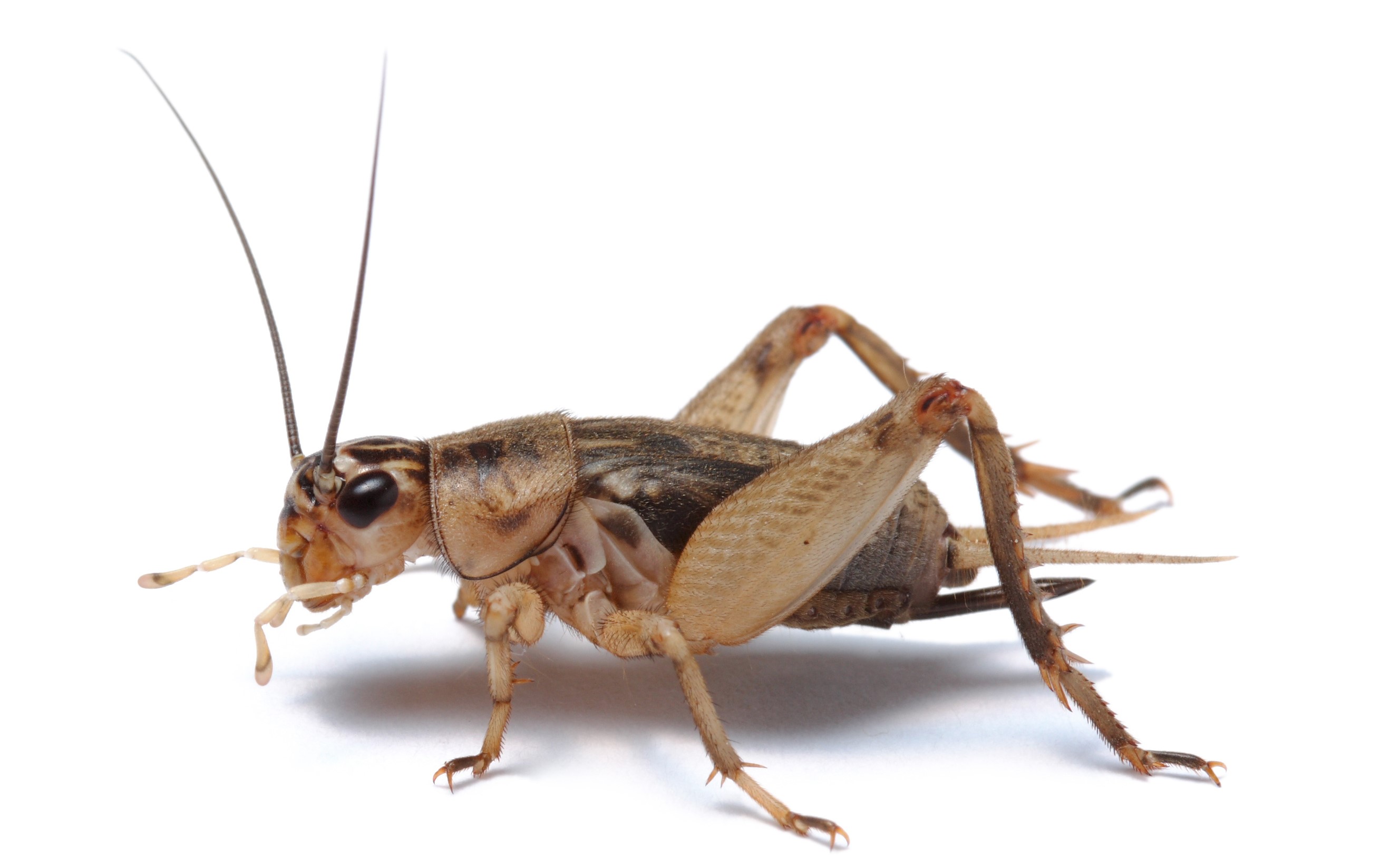 Cricket - Insectus feed for insect farming