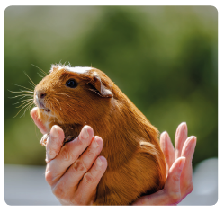 Cavia optillen