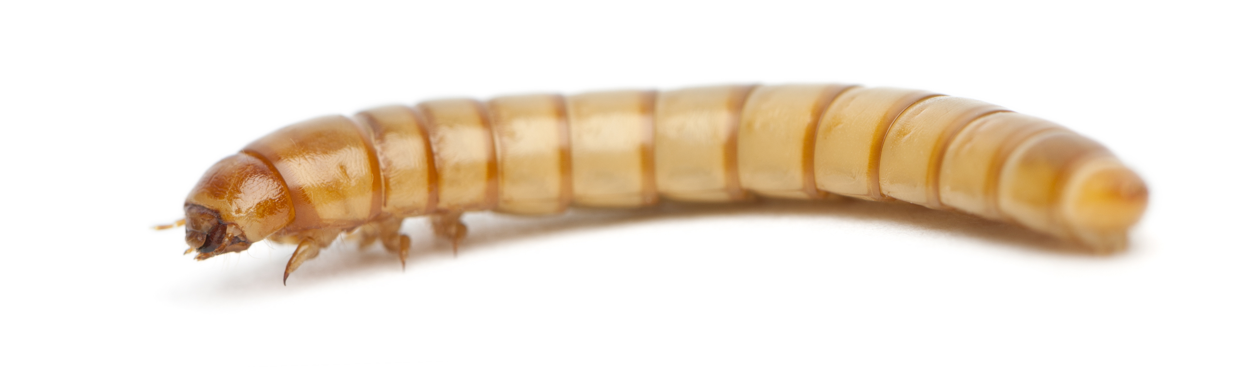 Mealworm - Insectus feed for insect farming