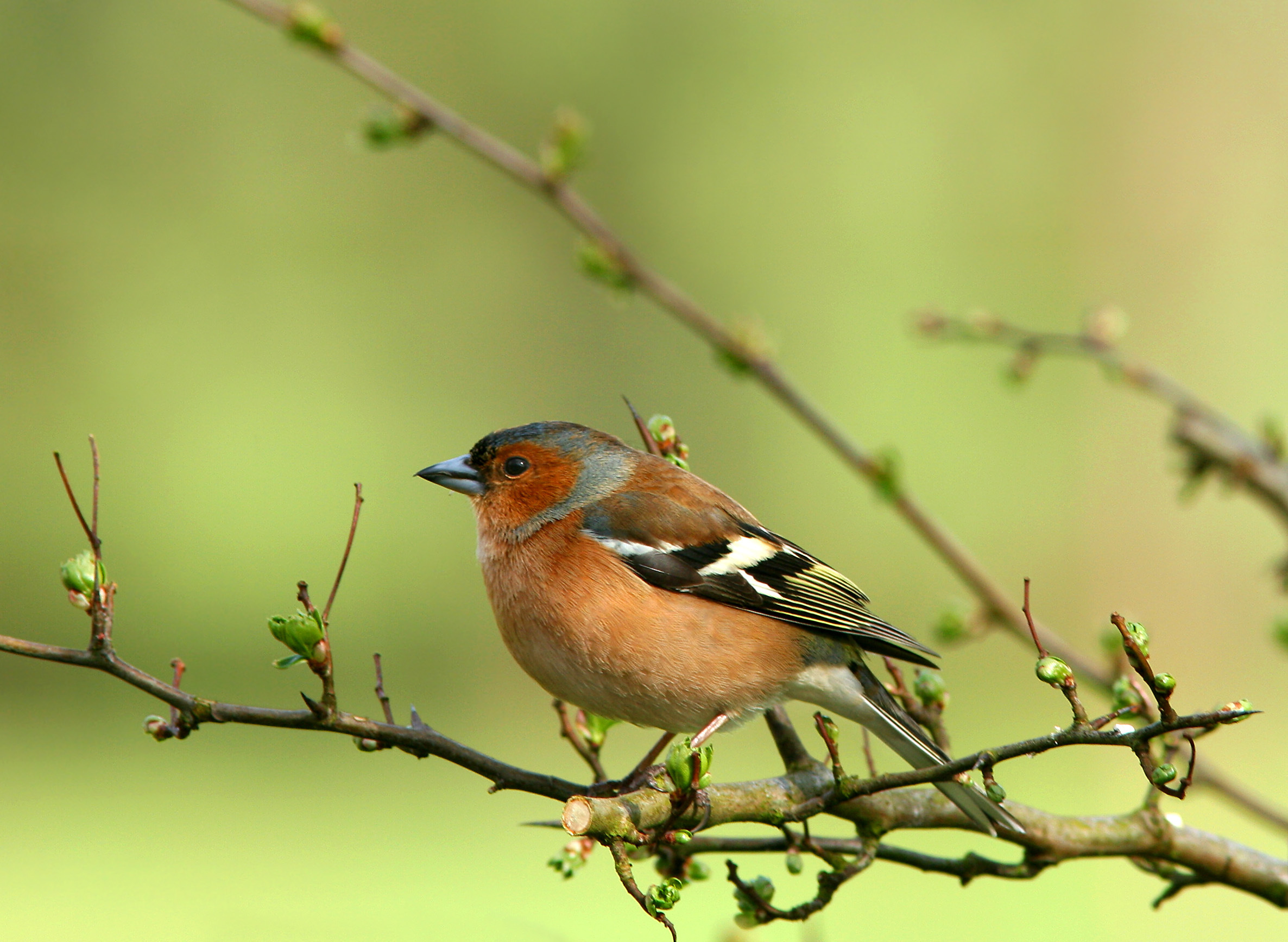 Vink