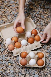 kroeg Fobie symbool Welke kleur kan de eierschaal van een kip hebben | Mijten diervoeders,  supplementen en verzorgingsproducten