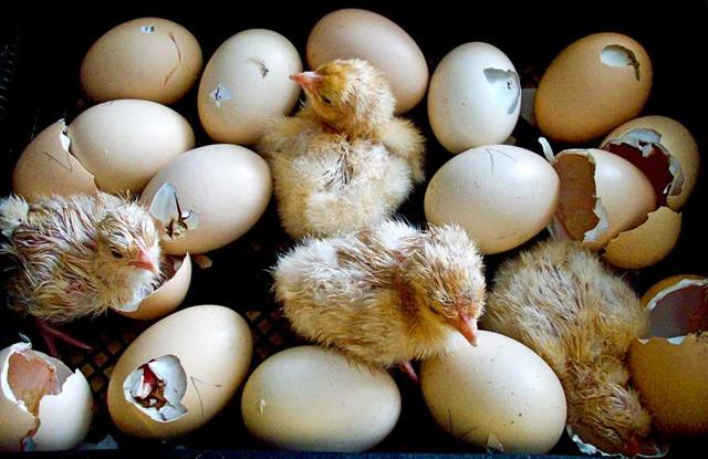 Logisch Jumping jack theorie Omrollende eieren in de broedmachine | Mijten diervoeders, supplementen en  verzorgingsproducten